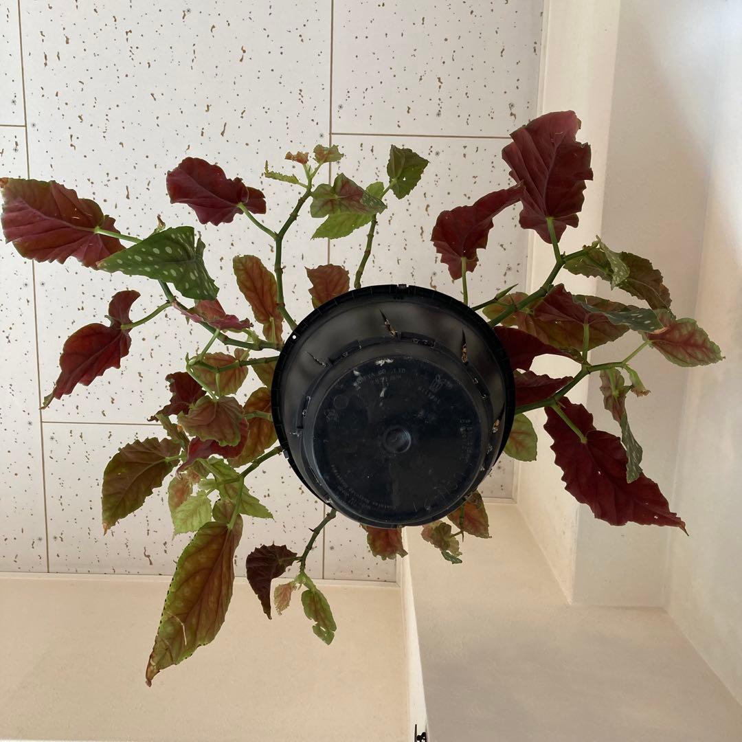 【鉢ごと発送】ベゴニア・マクラータ　観葉植物　オシャレなハンギング観葉植物