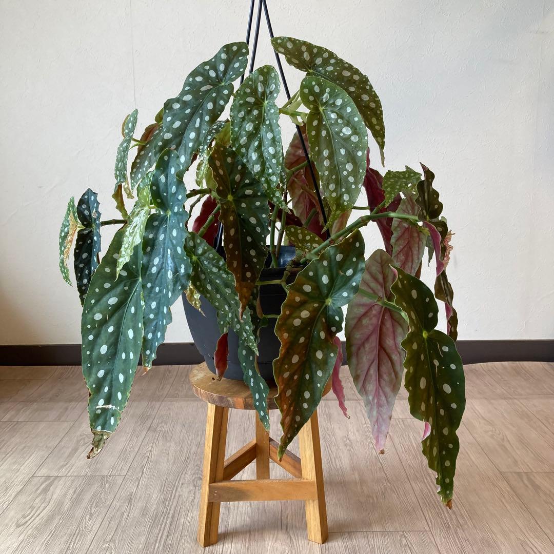 【鉢ごと発送】ベゴニア・マクラータ　観葉植物　オシャレなハンギング観葉植物