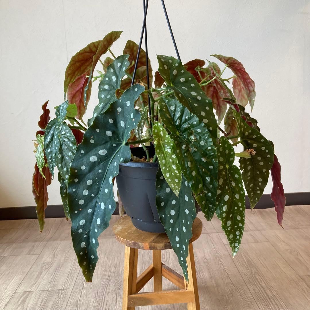 【鉢ごと発送】ベゴニア・マクラータ　観葉植物　オシャレなハンギング観葉植物