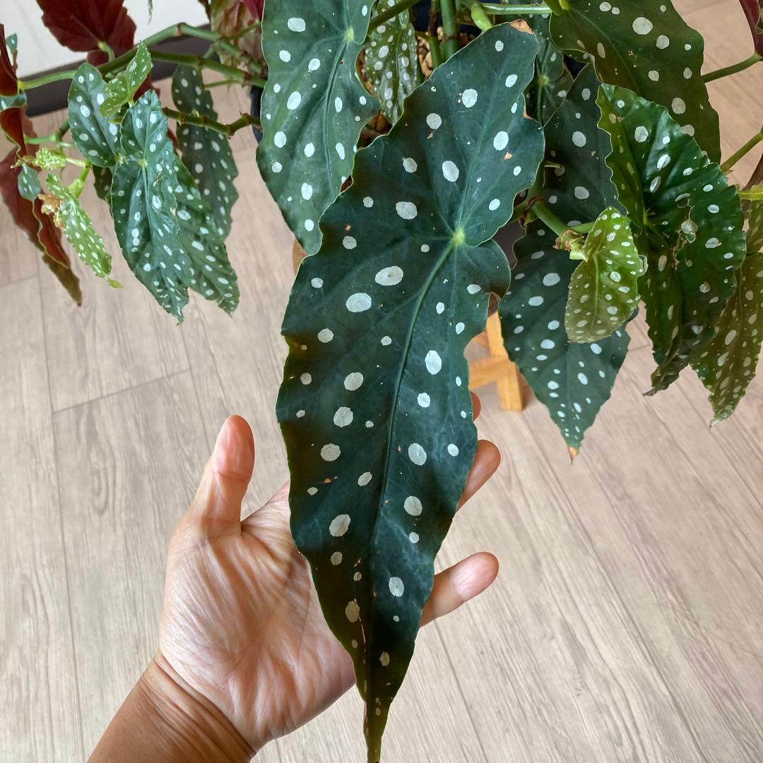 【鉢ごと発送】ベゴニア・マクラータ　観葉植物　オシャレなハンギング観葉植物