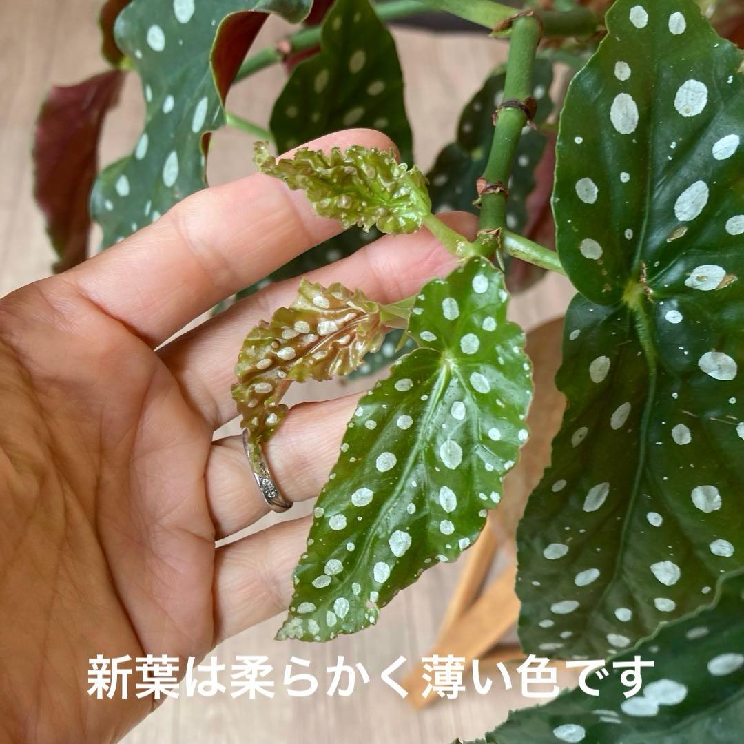【鉢ごと発送】ベゴニア・マクラータ　観葉植物　オシャレなハンギング観葉植物