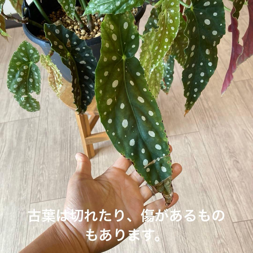 【鉢ごと発送】ベゴニア・マクラータ　観葉植物　オシャレなハンギング観葉植物