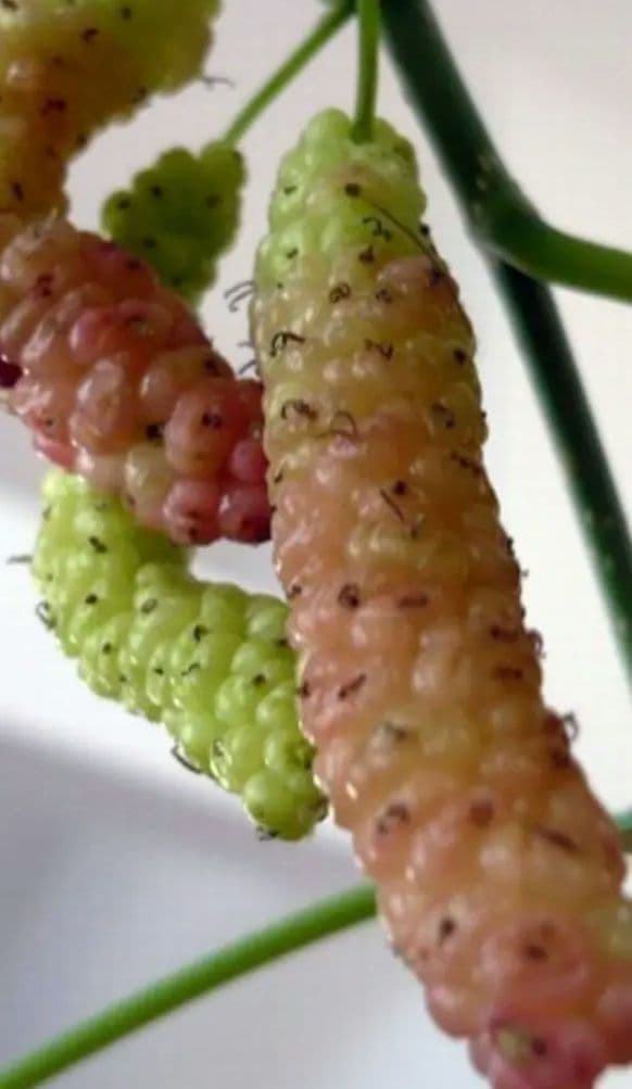 長桑　四季なり　桑苗　確認用