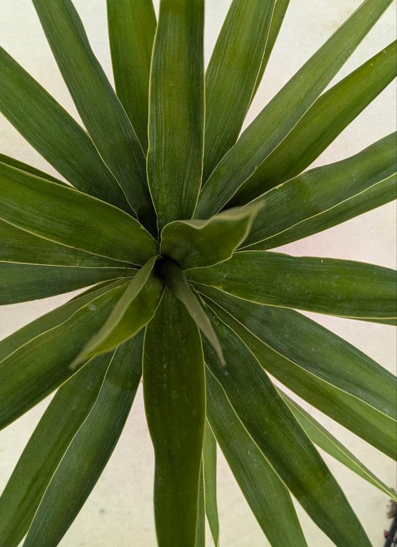 2*6様 ユッカ　エレファンティペス　抜き苗　ドライガーデン