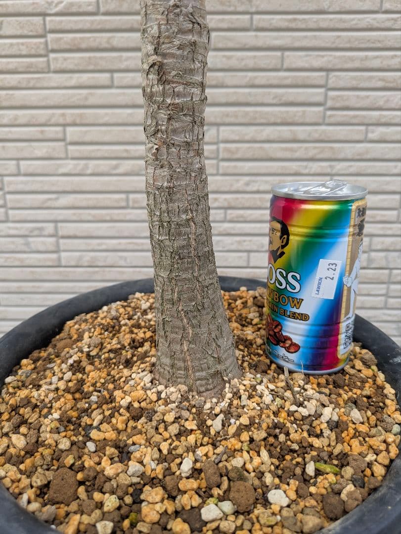 2*6様 ユッカ　エレファンティペス　抜き苗　ドライガーデン