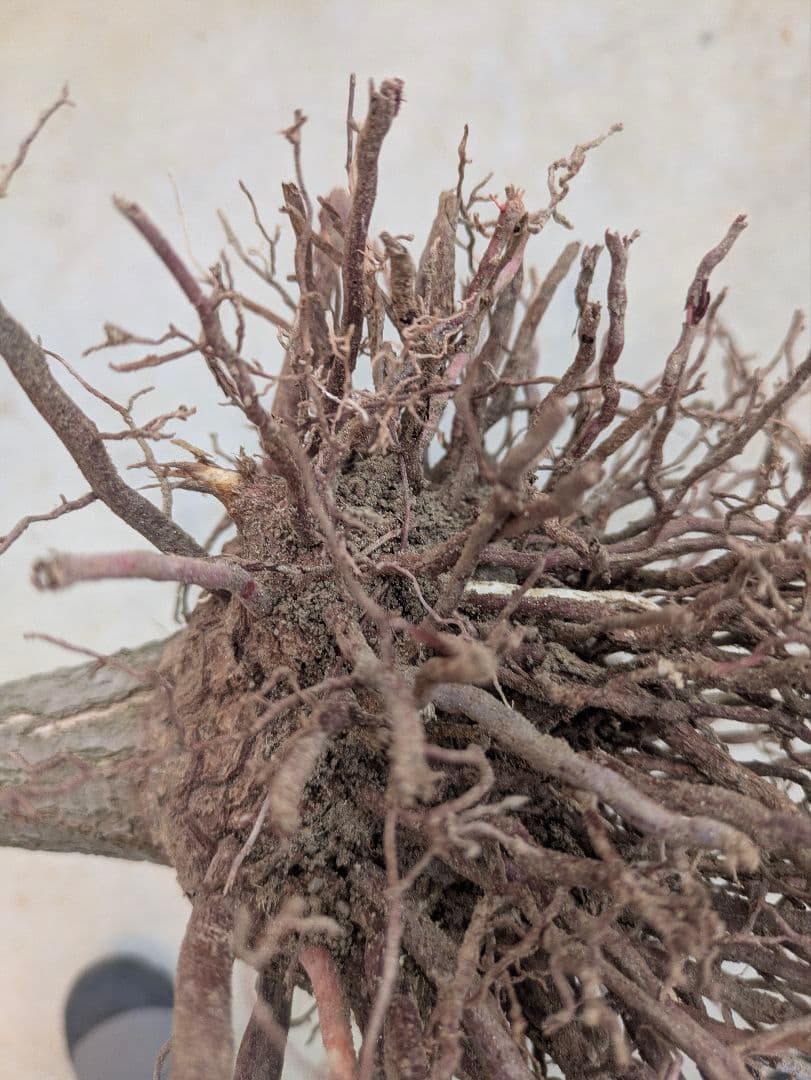 2*6様 ユッカ　エレファンティペス　抜き苗　ドライガーデン