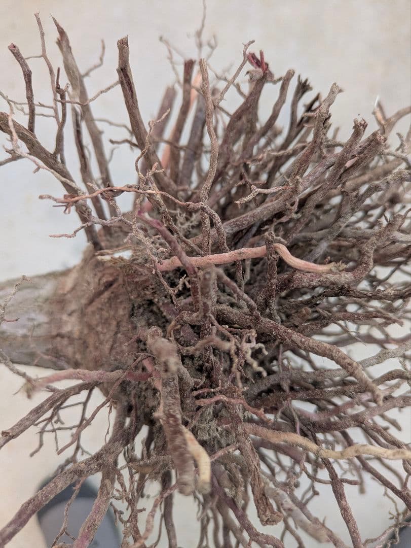 2*6様 ユッカ　エレファンティペス　抜き苗　ドライガーデン