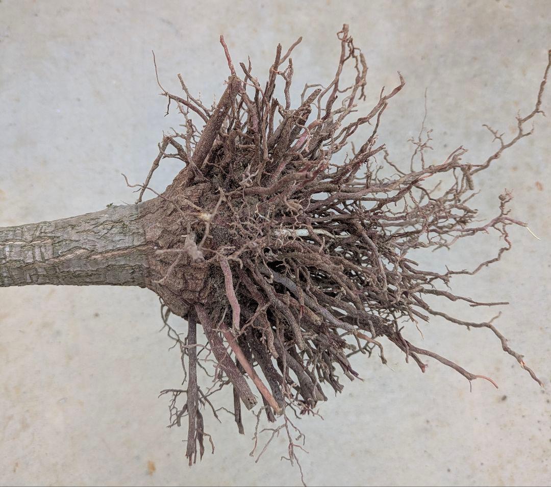 2*6様 ユッカ　エレファンティペス　抜き苗　ドライガーデン