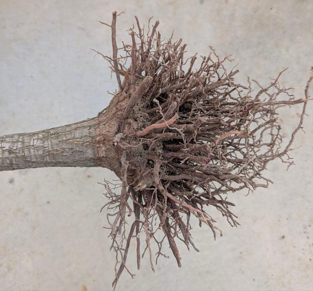 2*6様 ユッカ　エレファンティペス　抜き苗　ドライガーデン