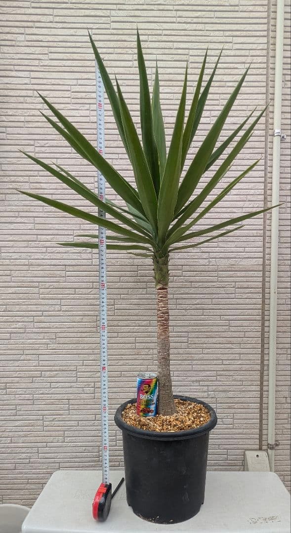 2*6様 ユッカ　エレファンティペス　抜き苗　ドライガーデン