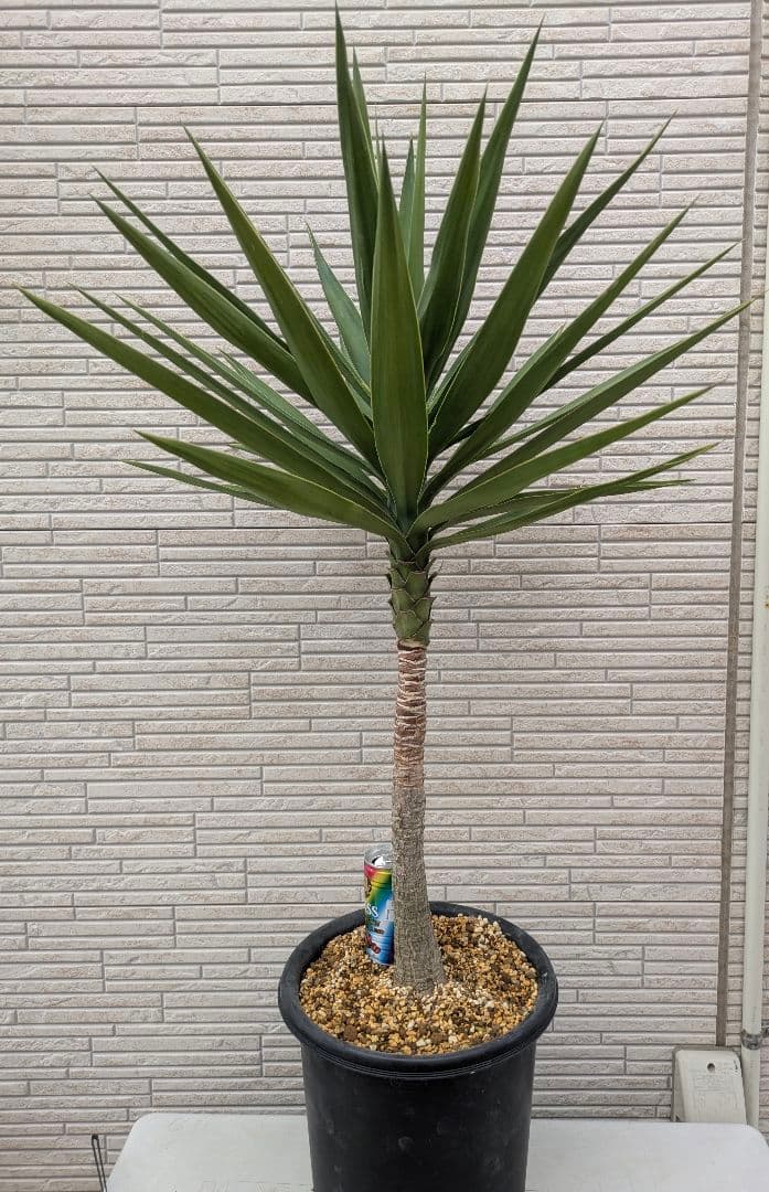 2*6様 ユッカ　エレファンティペス　抜き苗　ドライガーデン