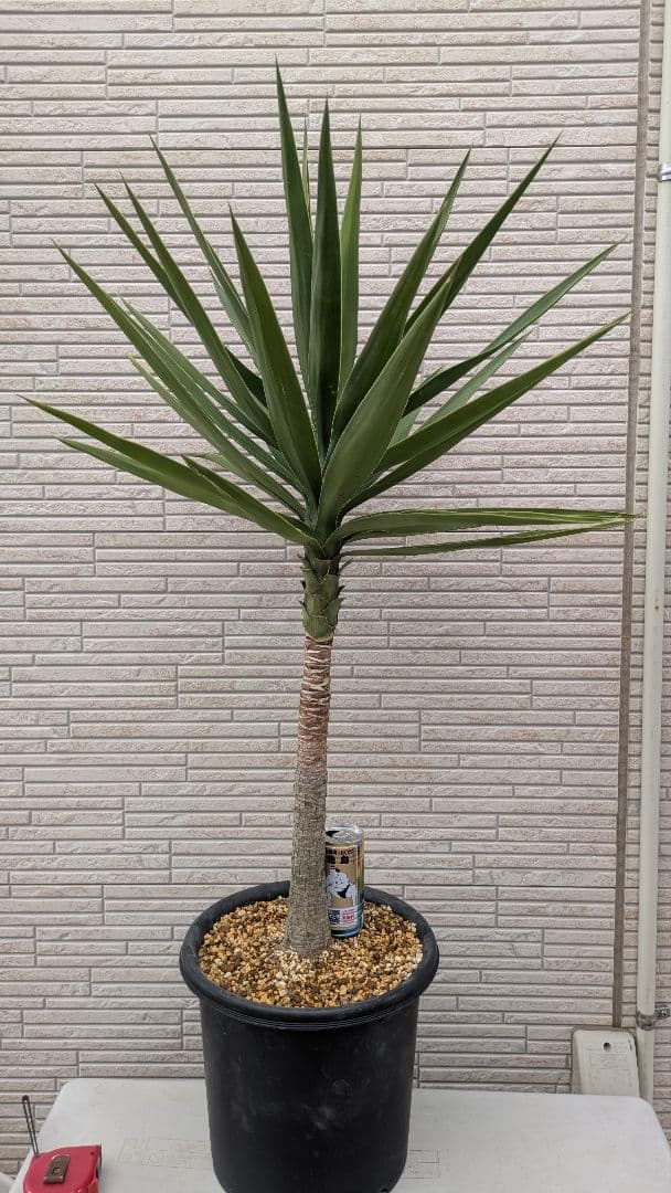 2*6様 ユッカ　エレファンティペス　抜き苗　ドライガーデン