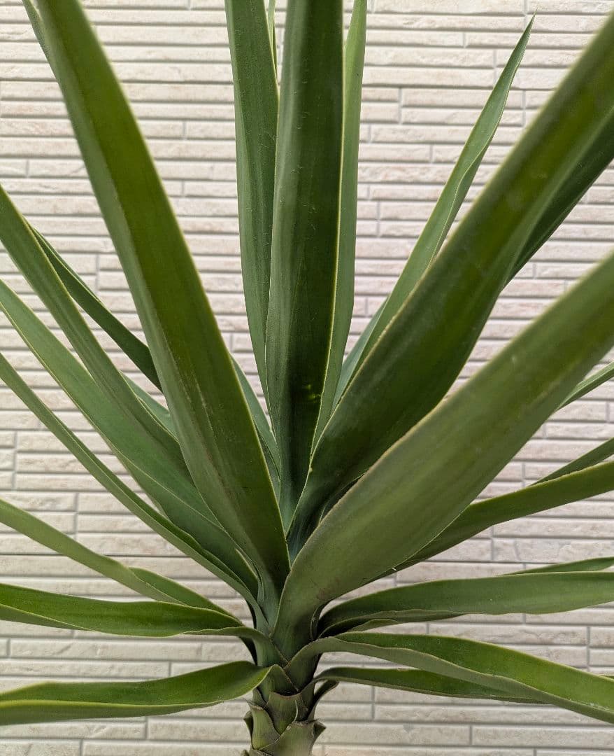 2*6様 ユッカ　エレファンティペス　抜き苗　ドライガーデン