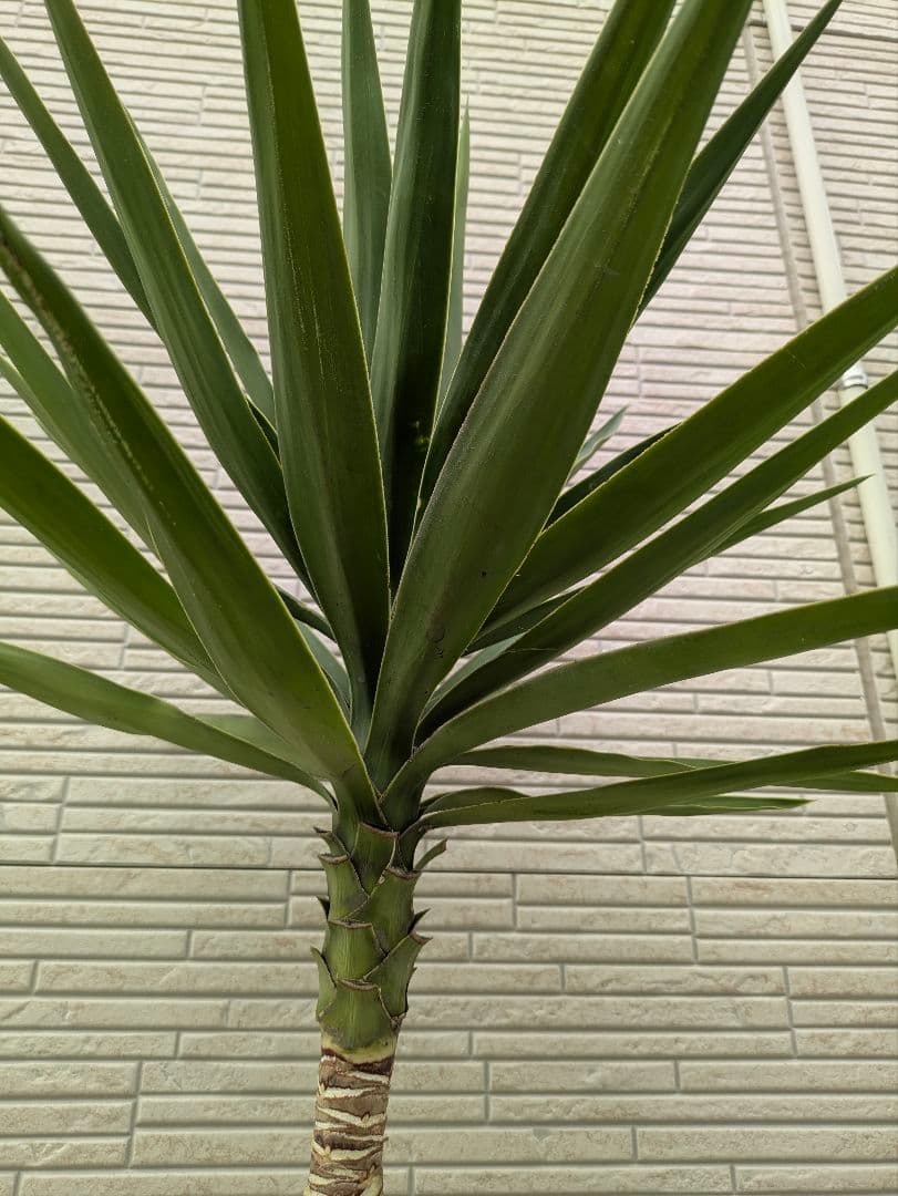 2*6様 ユッカ　エレファンティペス　抜き苗　ドライガーデン