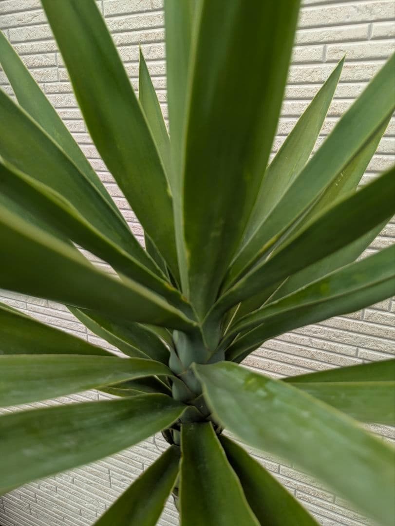 2*6様 ユッカ　エレファンティペス　抜き苗　ドライガーデン