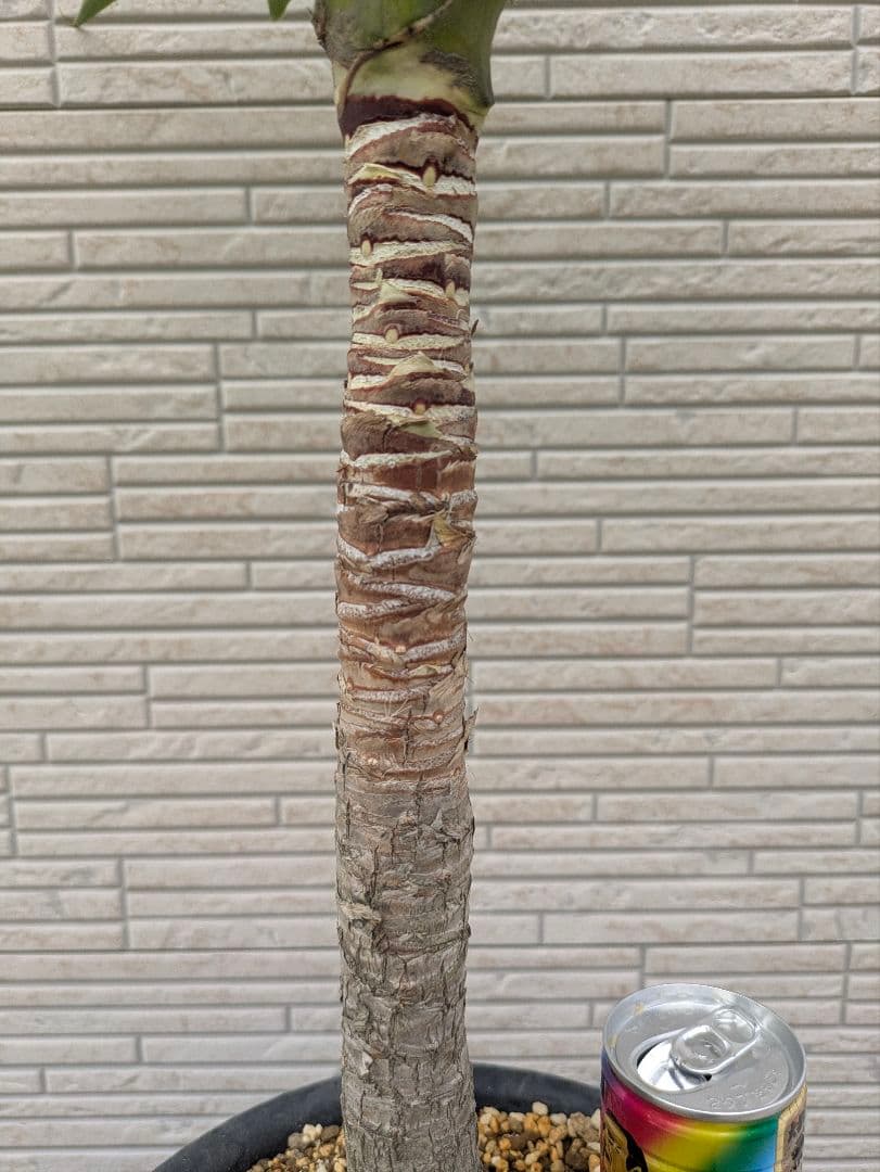 2*6様 ユッカ　エレファンティペス　抜き苗　ドライガーデン