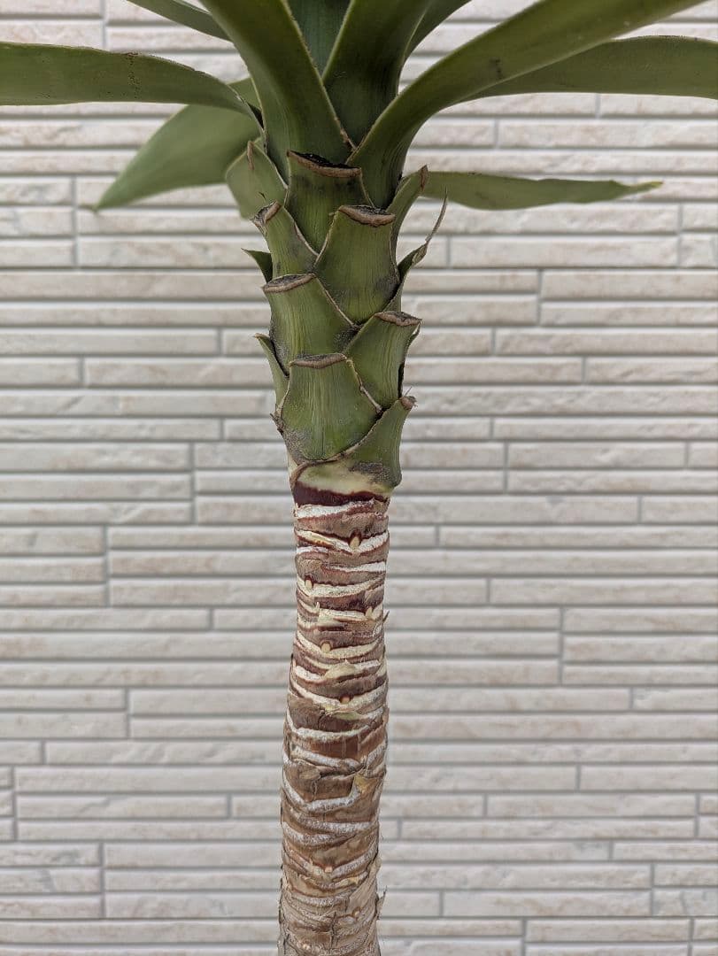 2*6様 ユッカ　エレファンティペス　抜き苗　ドライガーデン