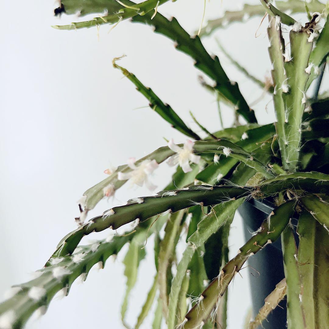 開花中✨花芽付き レピスミウムクルシフォルメ 1mロングサイズ サボテン