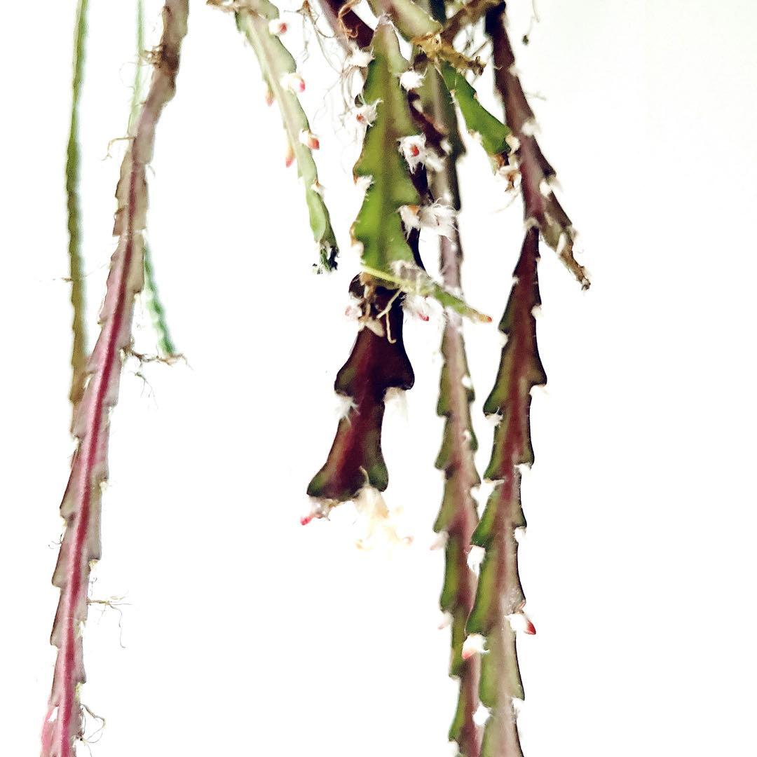 開花中✨花芽付き レピスミウムクルシフォルメ 1mロングサイズ サボテン