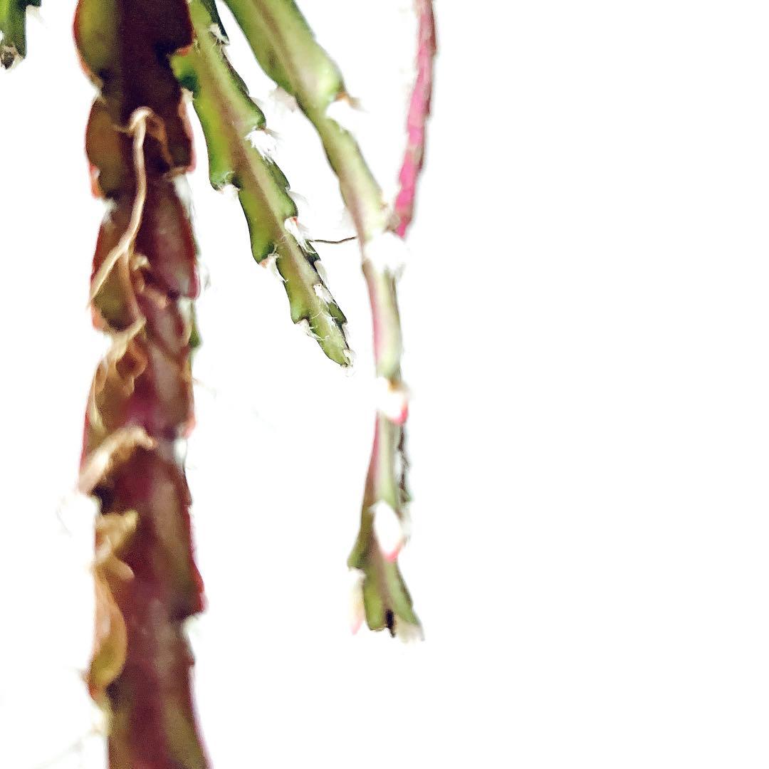 開花中✨花芽付き レピスミウムクルシフォルメ 1mロングサイズ サボテン