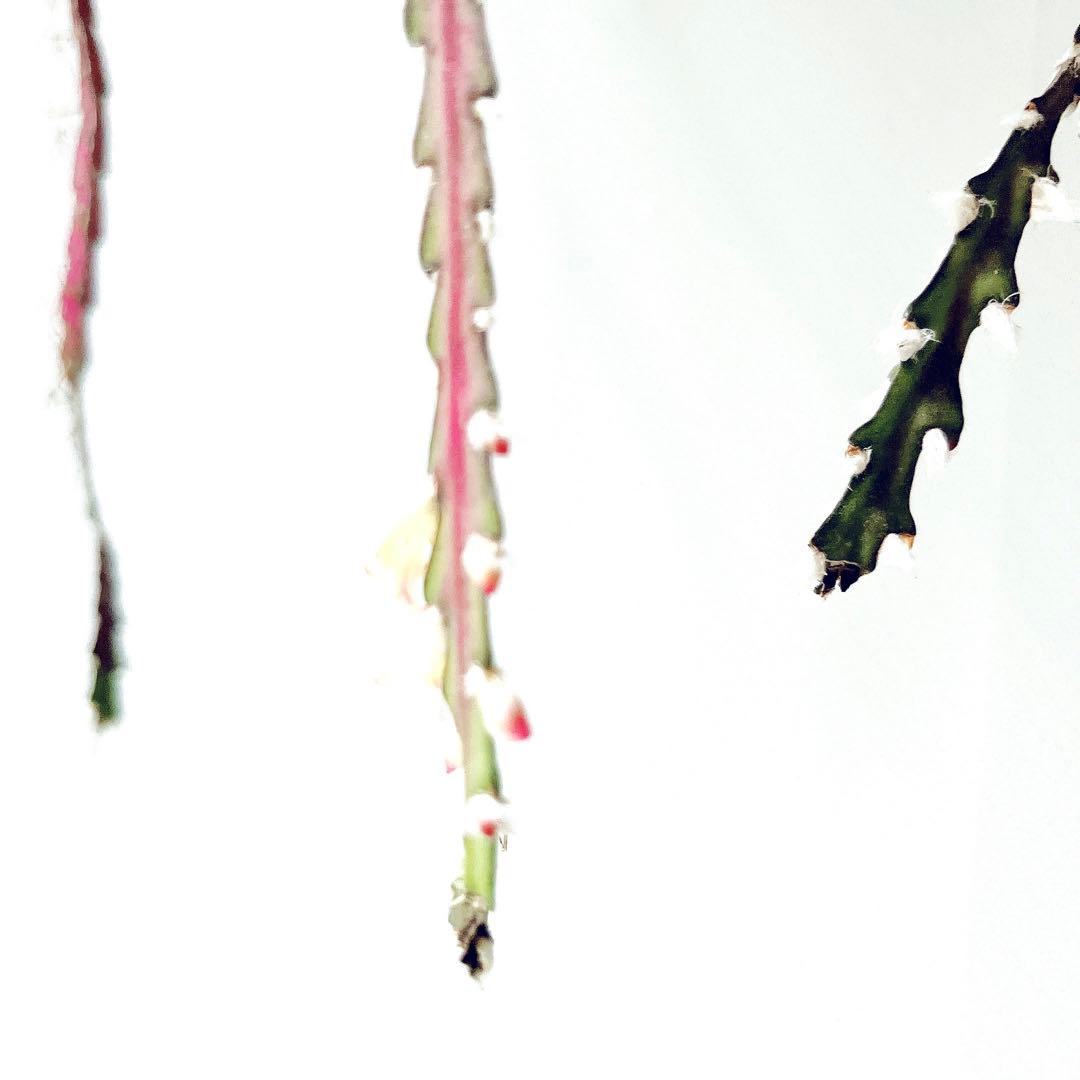 開花中✨花芽付き レピスミウムクルシフォルメ 1mロングサイズ サボテン