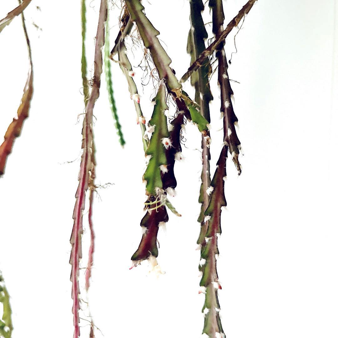 開花中✨花芽付き レピスミウムクルシフォルメ 1mロングサイズ サボテン