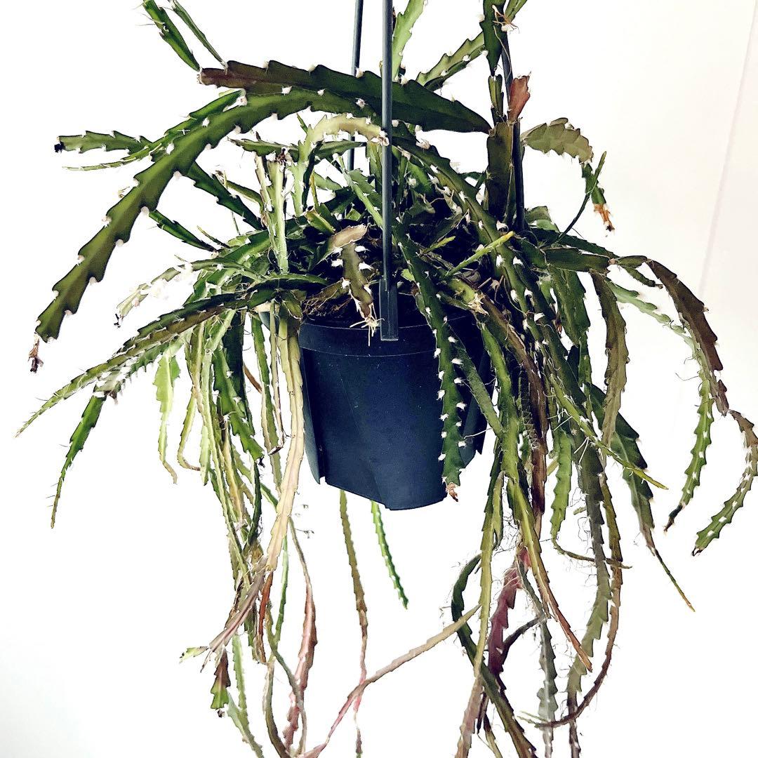 開花中✨花芽付き レピスミウムクルシフォルメ 1mロングサイズ サボテン