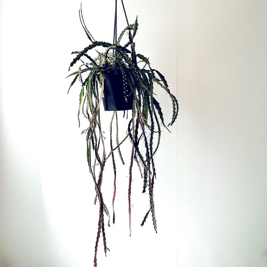 開花中✨花芽付き レピスミウムクルシフォルメ 1mロングサイズ サボテン