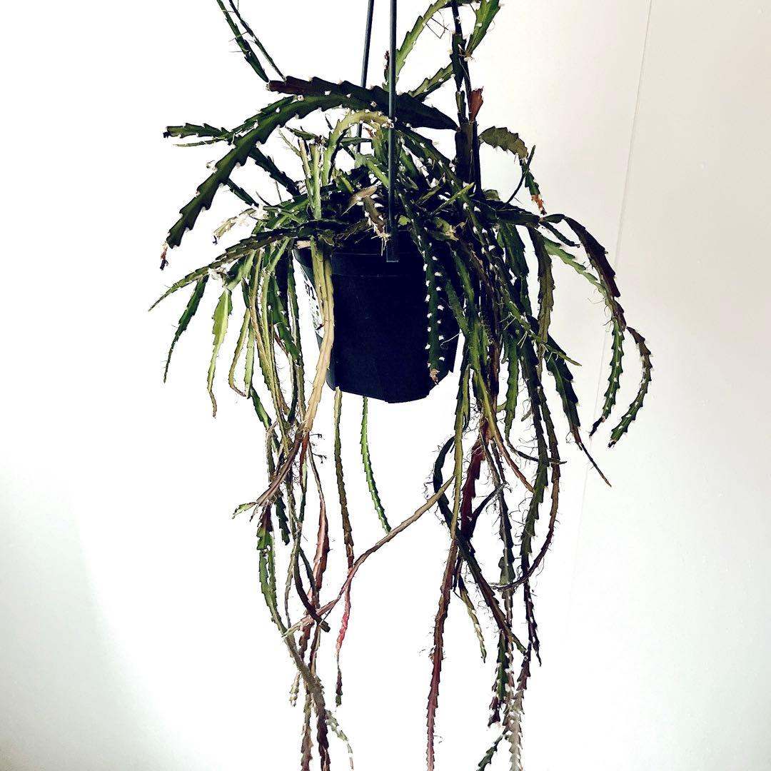 開花中✨花芽付き レピスミウムクルシフォルメ 1mロングサイズ サボテン