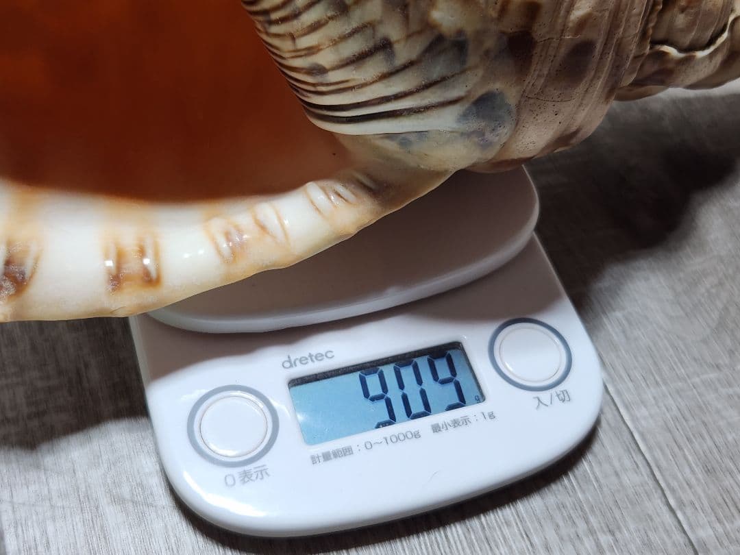 法螺貝 ホラガイ 貝殻 ほら貝 置物 インテリア