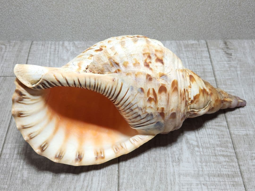 法螺貝 ホラガイ 貝殻 ほら貝 置物 インテリア