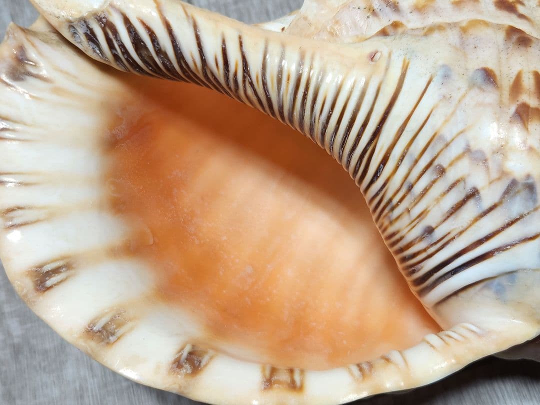 法螺貝 ホラガイ 貝殻 ほら貝 置物 インテリア