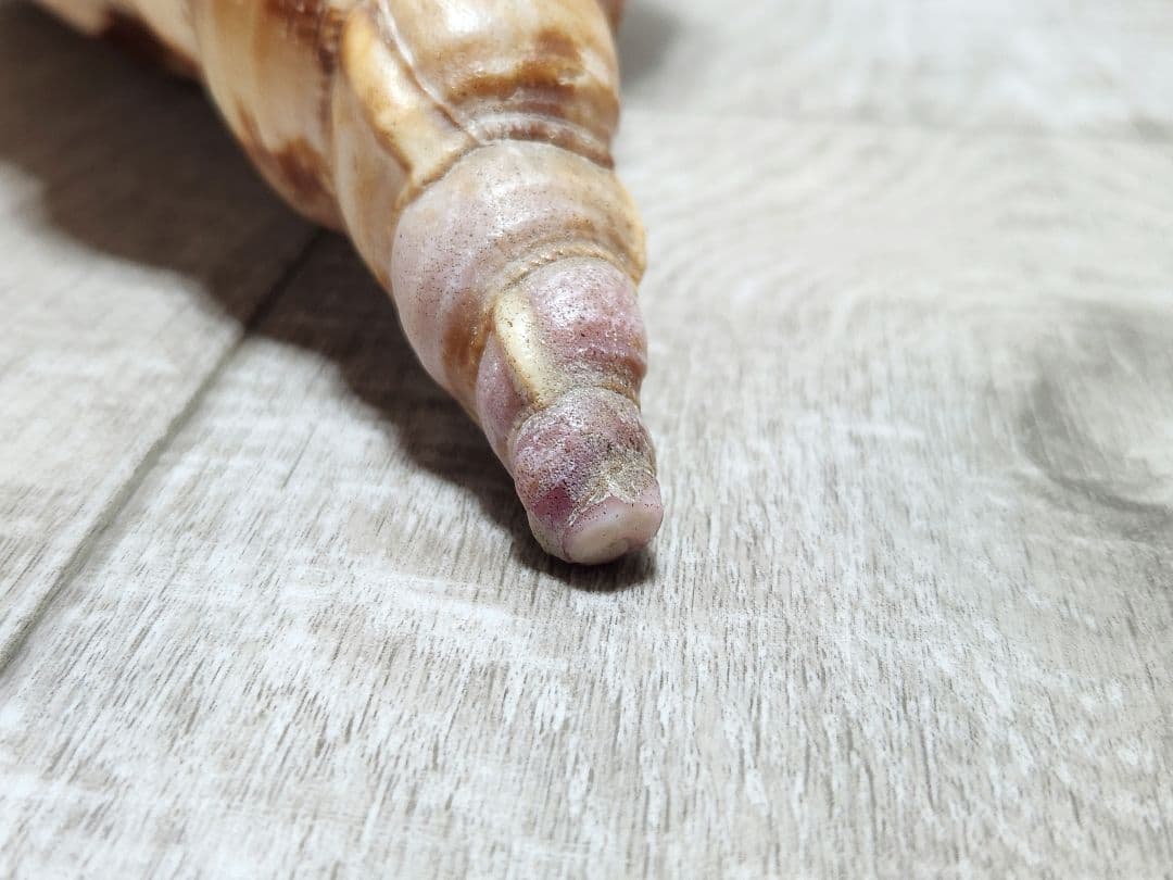 法螺貝 ホラガイ 貝殻 ほら貝 置物 インテリア