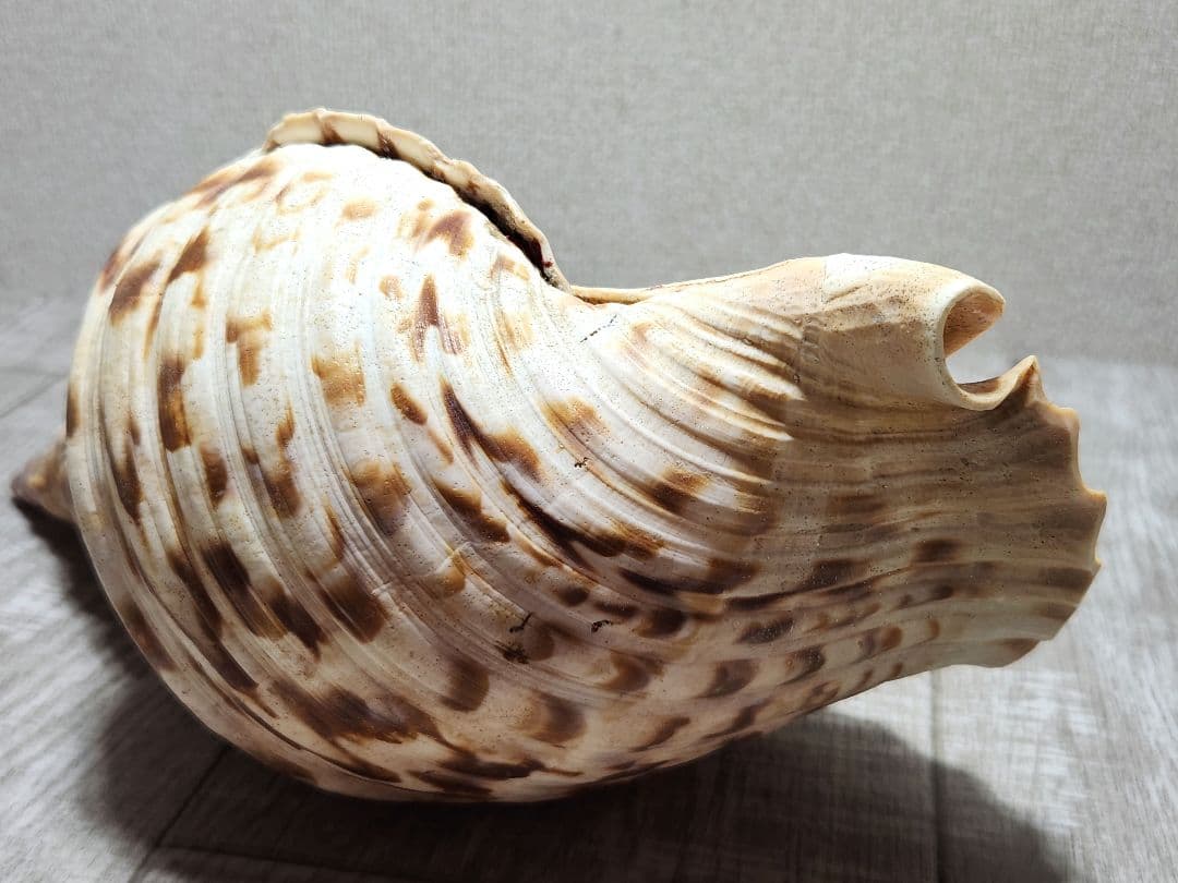 法螺貝 ホラガイ 貝殻 ほら貝 置物 インテリア
