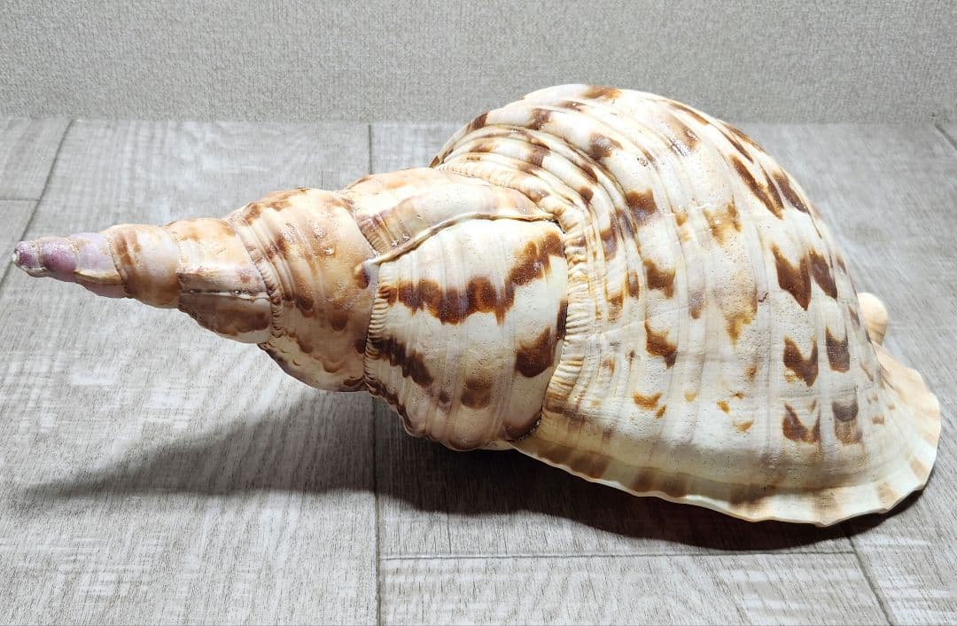 法螺貝 ホラガイ 貝殻 ほら貝 置物 インテリア