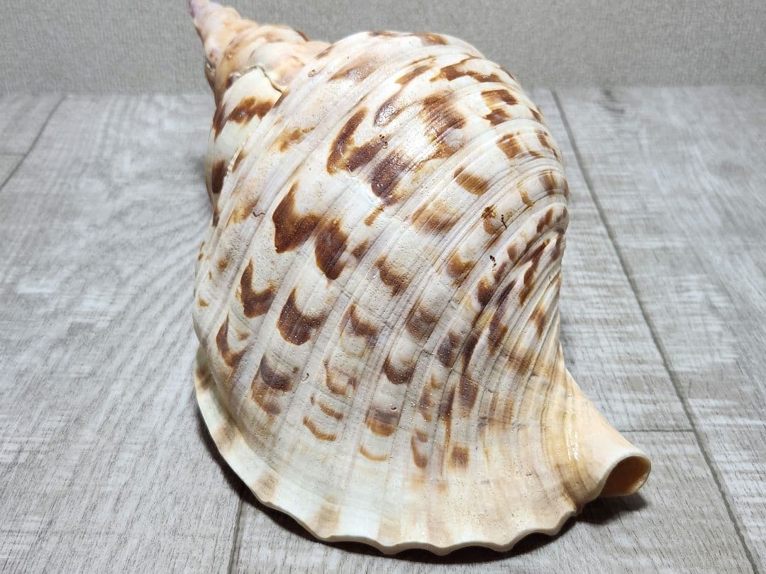法螺貝 ホラガイ 貝殻 ほら貝 置物 インテリア