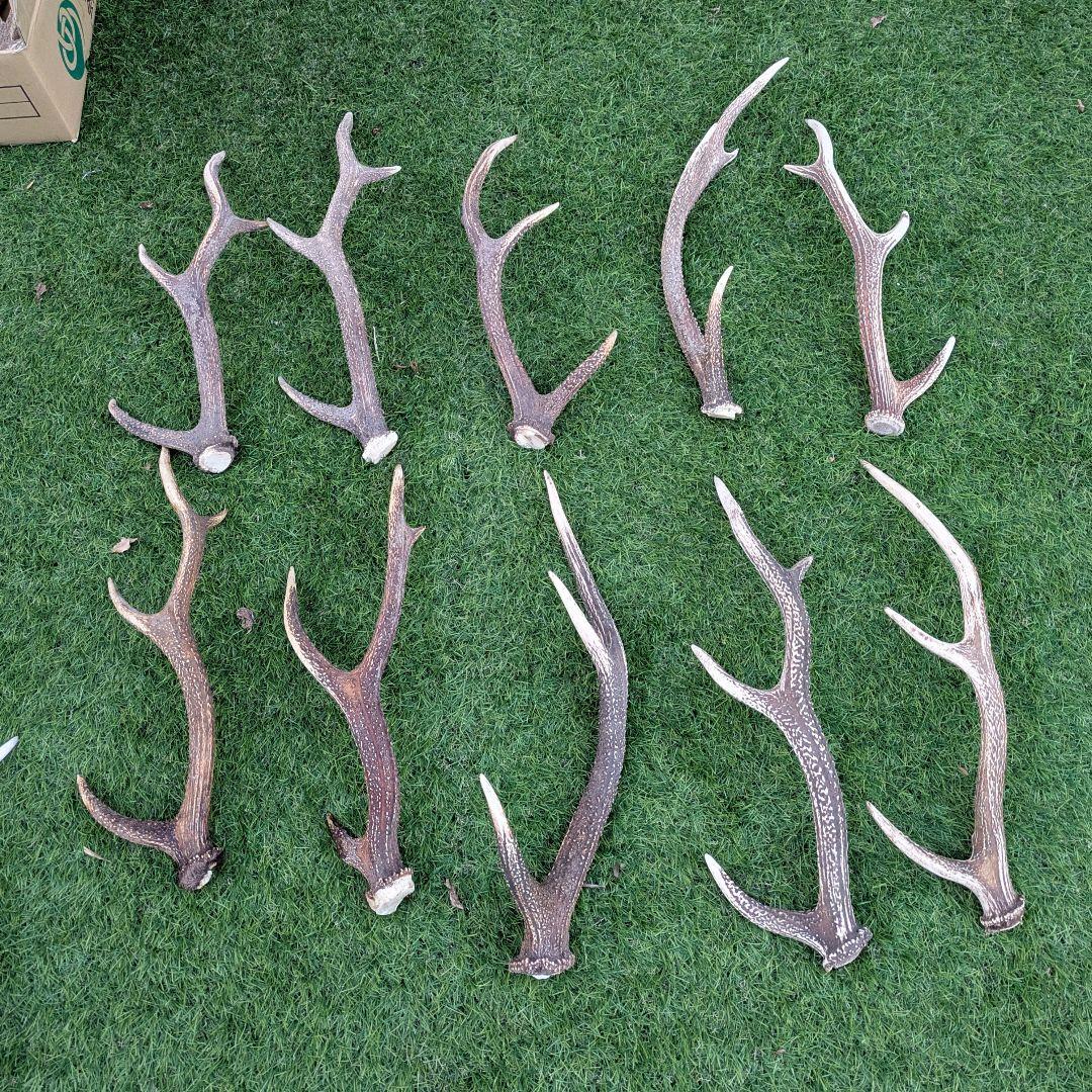 鹿の角 置物 多数　ニホンジカ