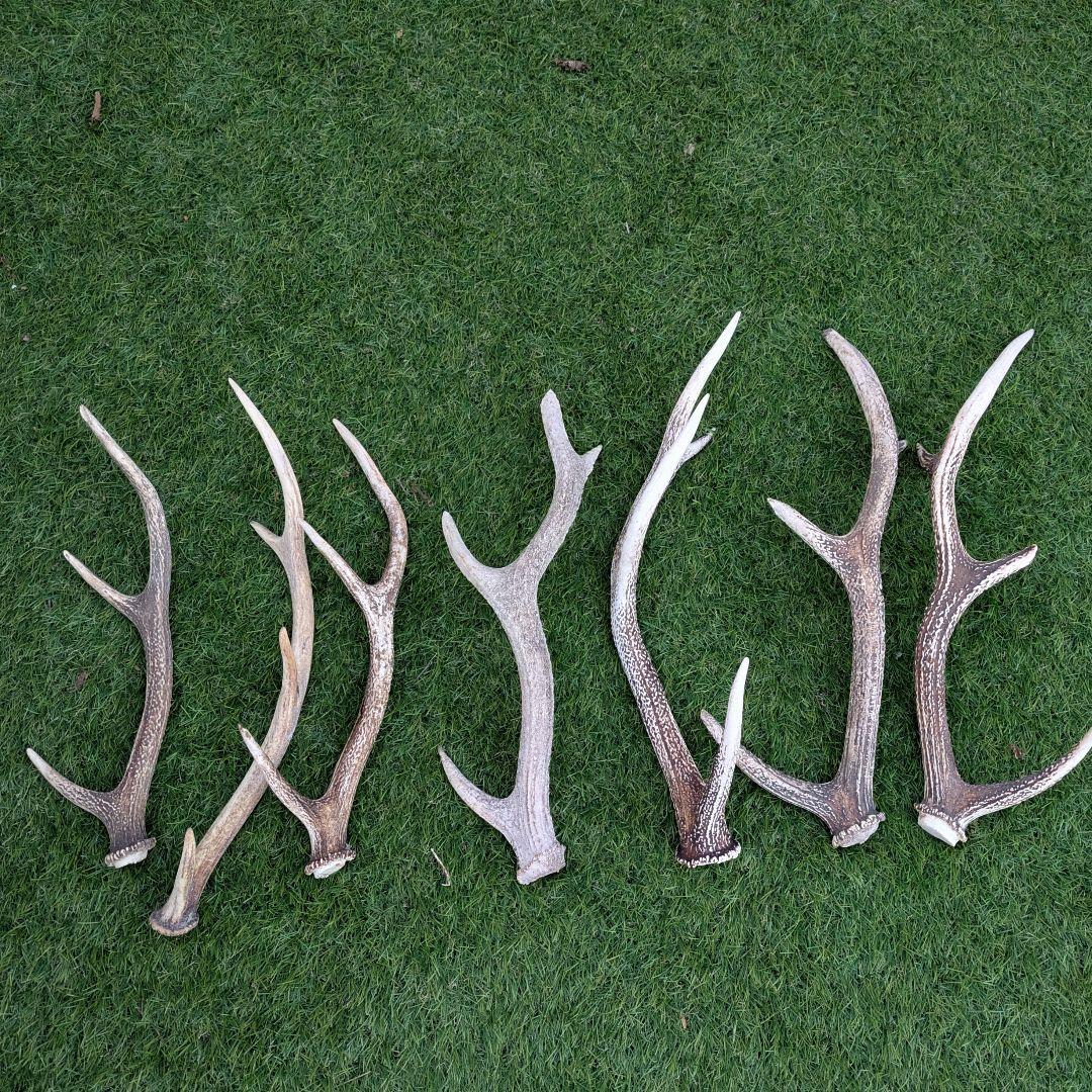 鹿の角 置物 多数　ニホンジカ