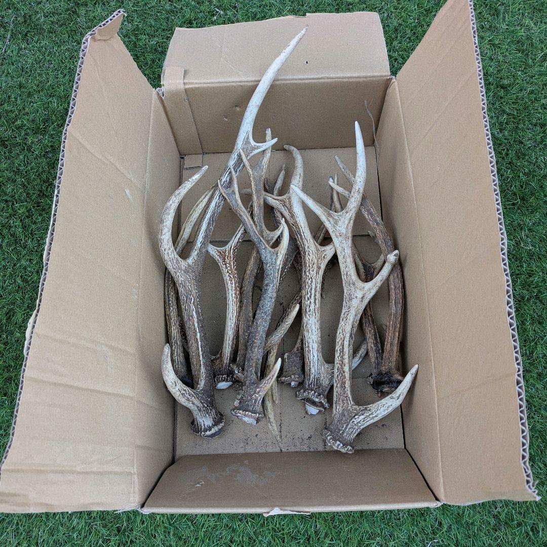 鹿の角 置物 多数　ニホンジカ