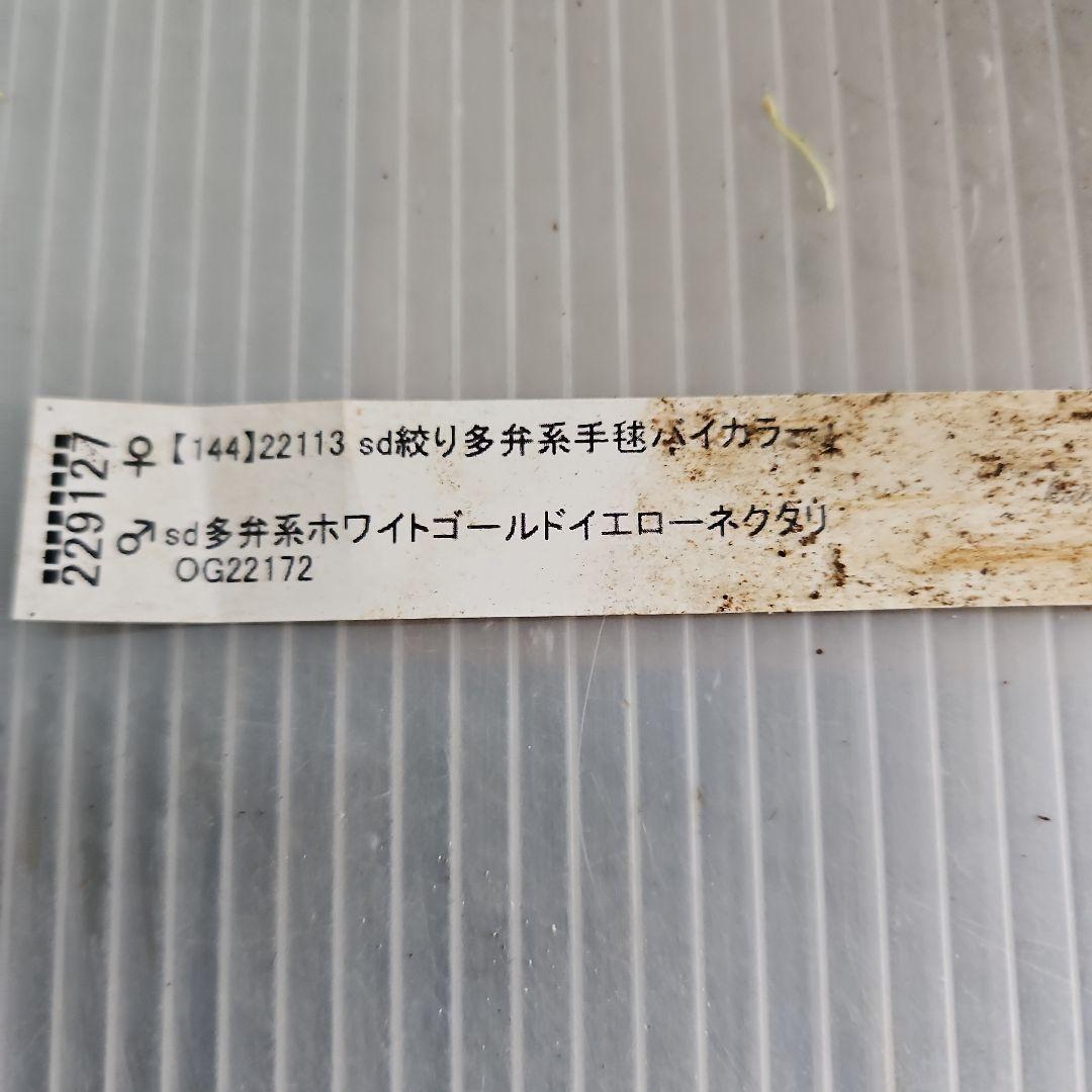 ㉖-608クリスマスローズ