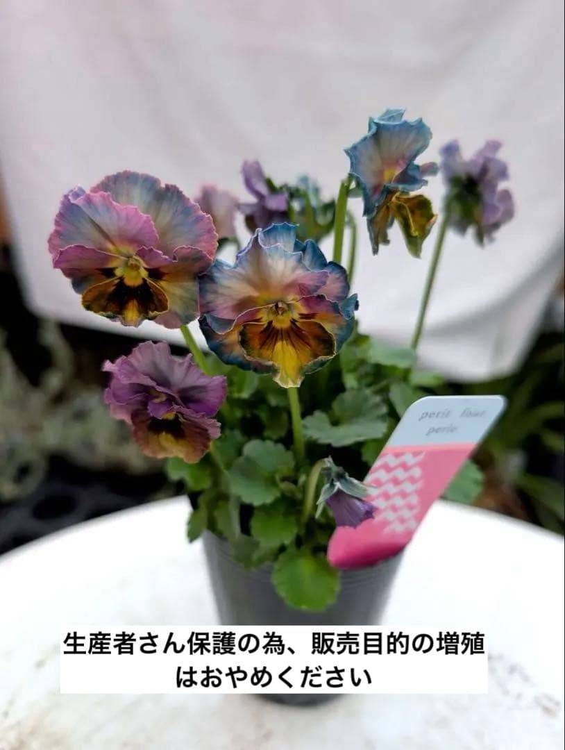 M*♡様 プティフール　ペルル　ビオラ　ハルグリン　送料込み　花苗