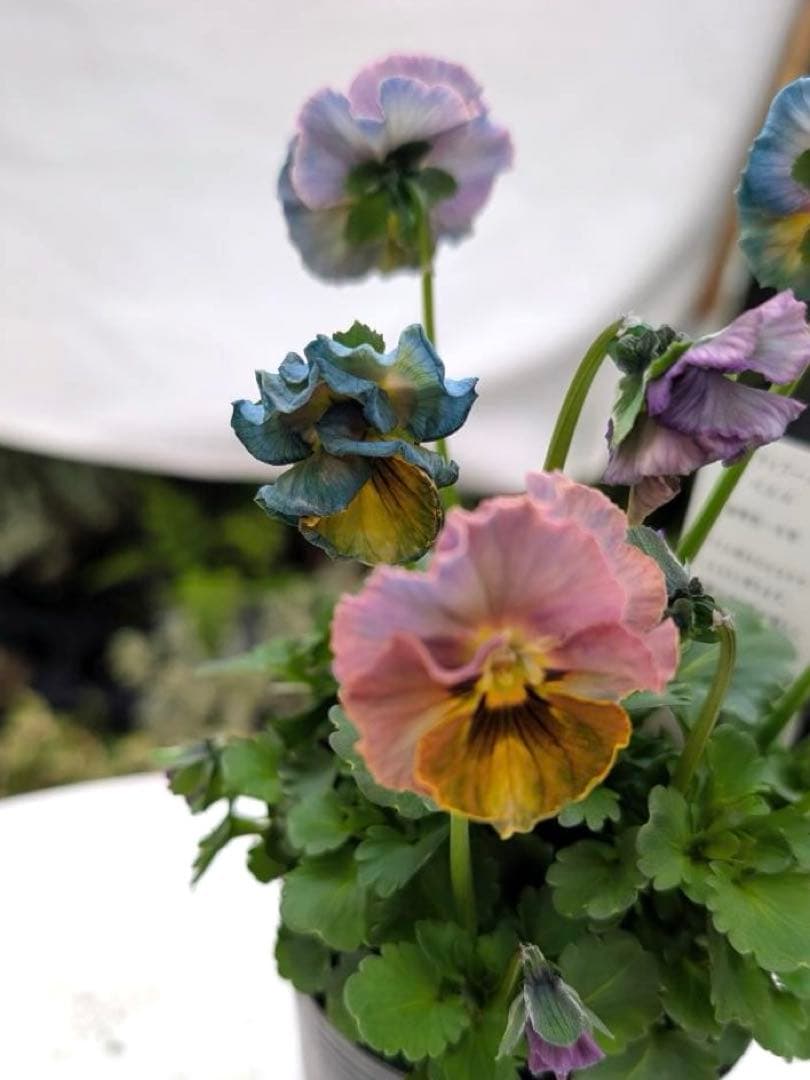 M*♡様 プティフール　ペルル　ビオラ　ハルグリン　送料込み　花苗