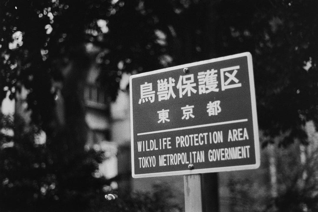 フィルムカメラ Konica IIIA