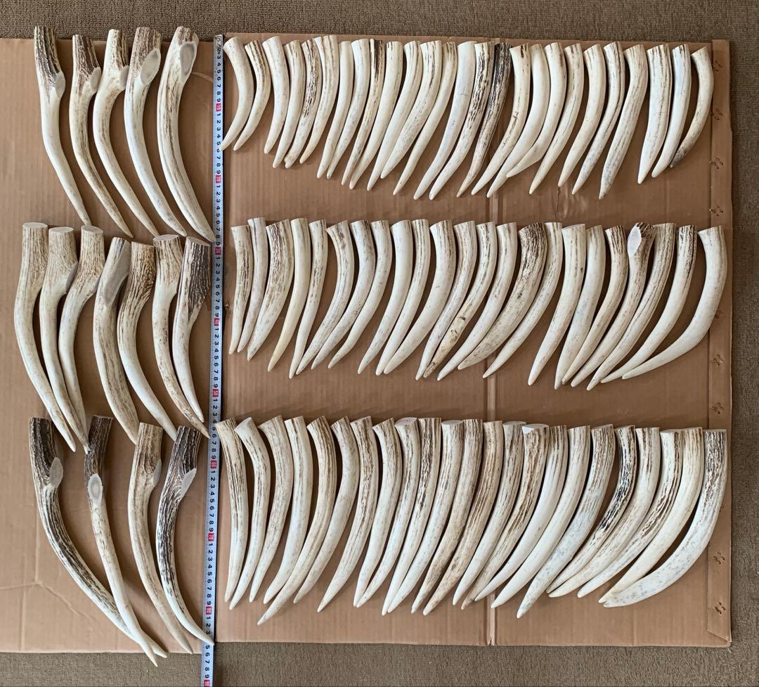 No.2174『鹿角先端24.2kgセット』鹿の角　エゾ鹿　鹿角　蝦夷鹿