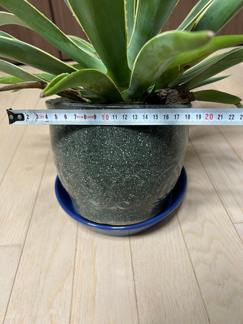 アガベ　ベネズエラ　陶器鉢付き　高・幅:約50cm