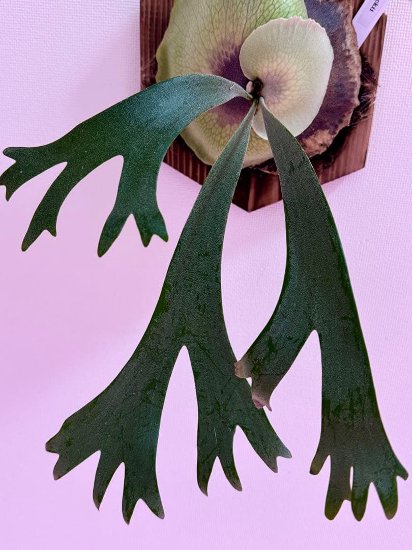 ビカクシダ P. willinckii spore