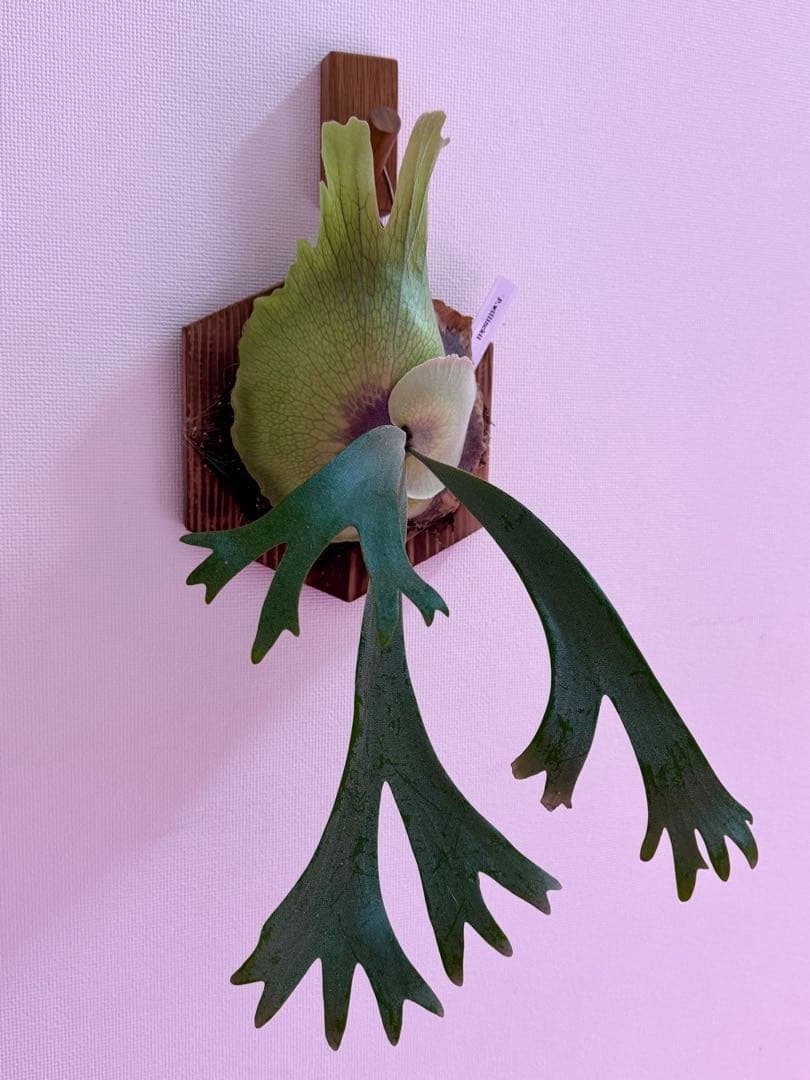 ビカクシダ P. willinckii spore