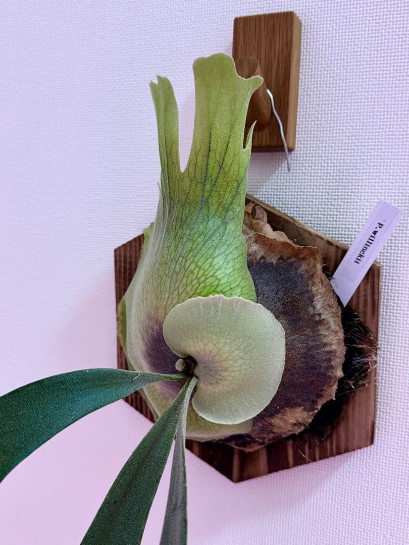 ビカクシダ P. willinckii spore