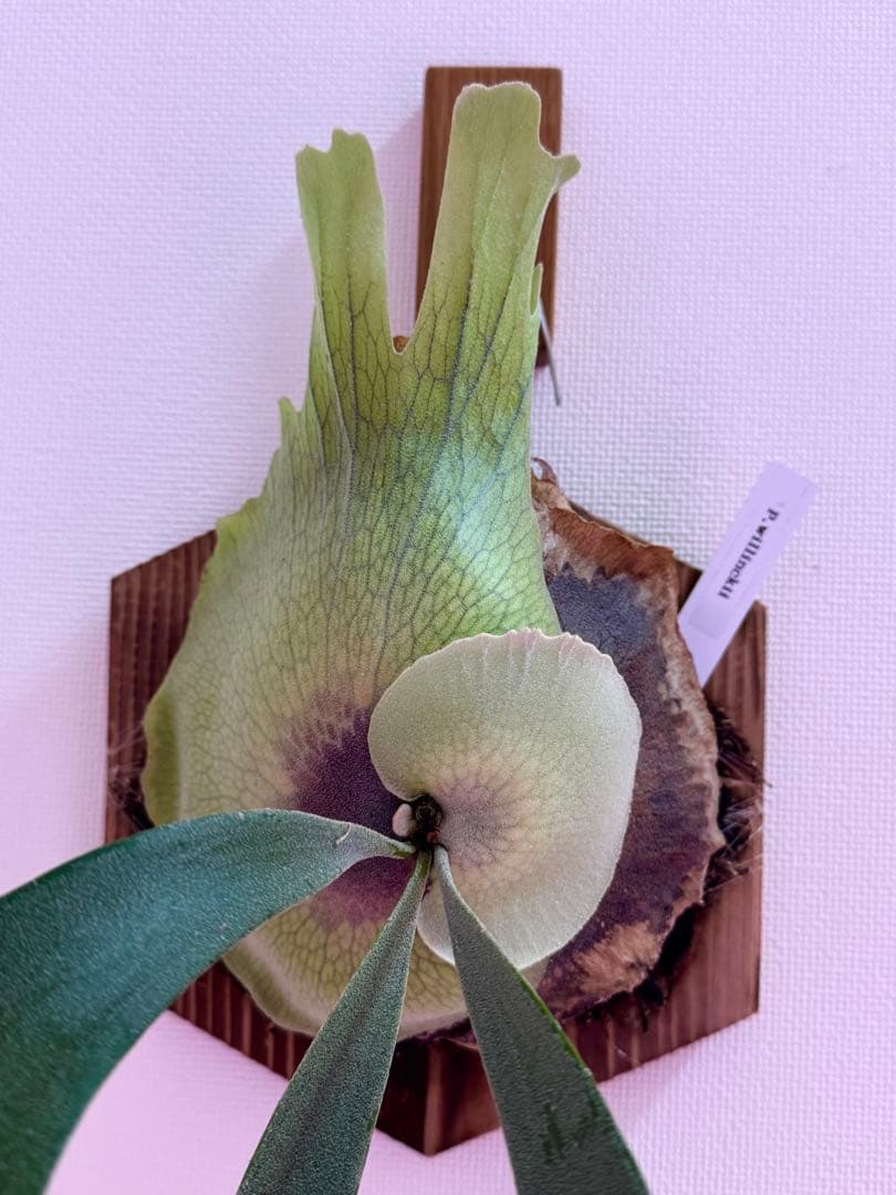 ビカクシダ P. willinckii spore