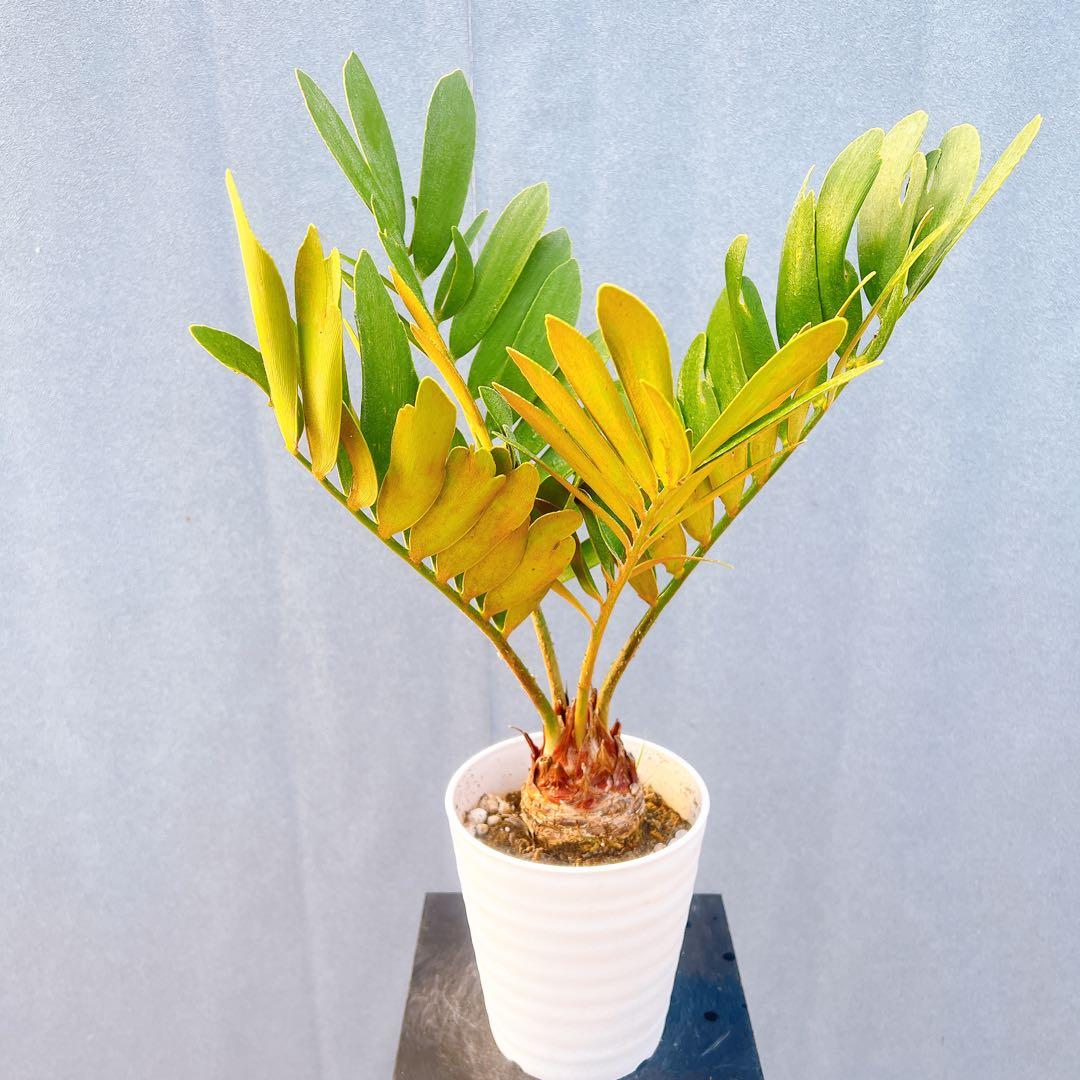 現品　ソテツ　蘇轍　ザミア　ドライガーデン　1番　地植え　インテリアグリーン